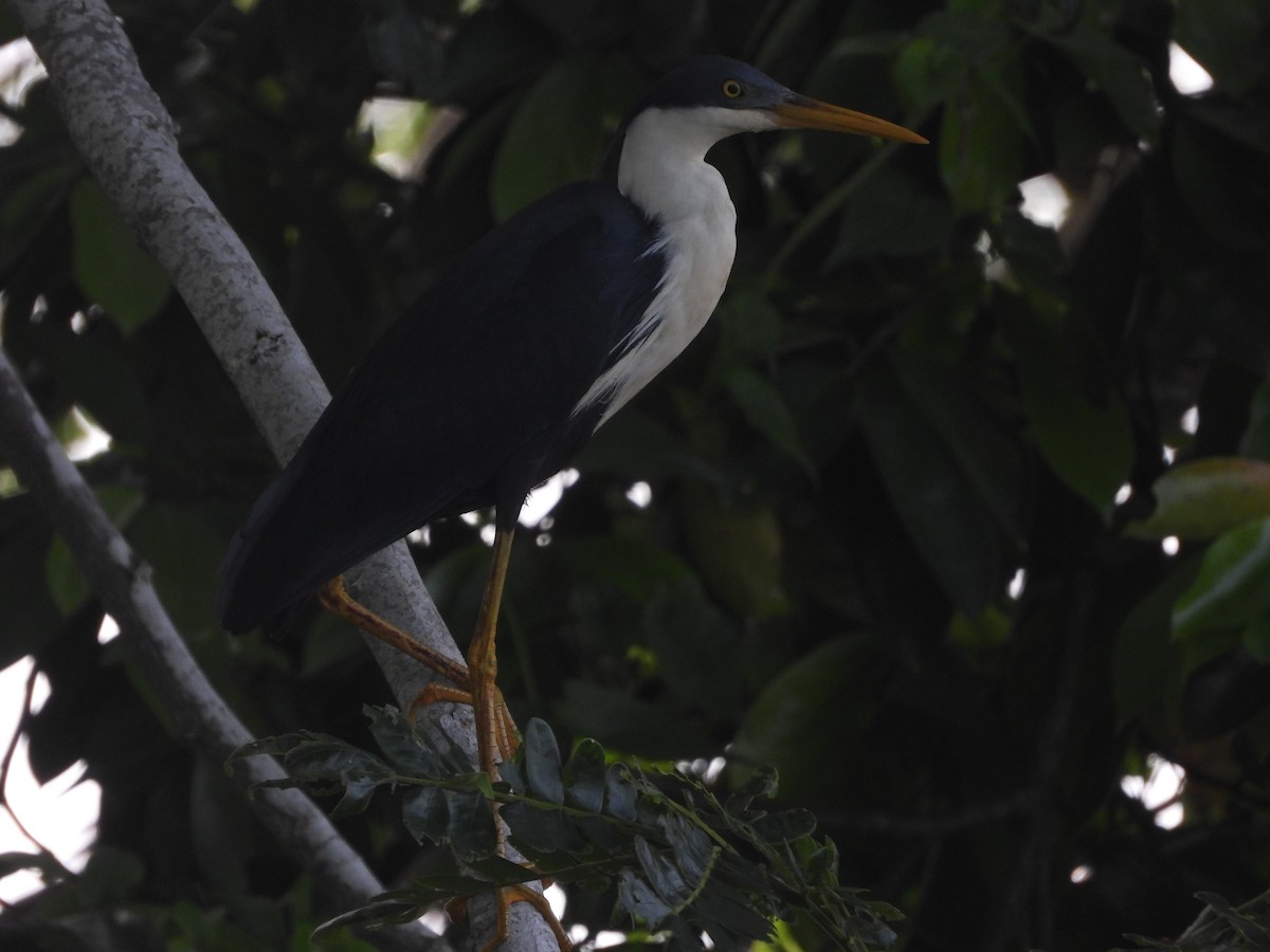 Pied Heron - ML618881688