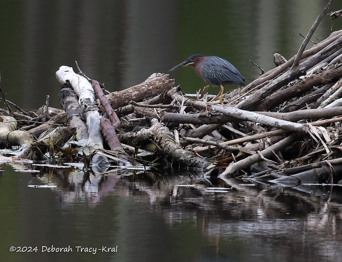 Green Heron - Deborah Kral