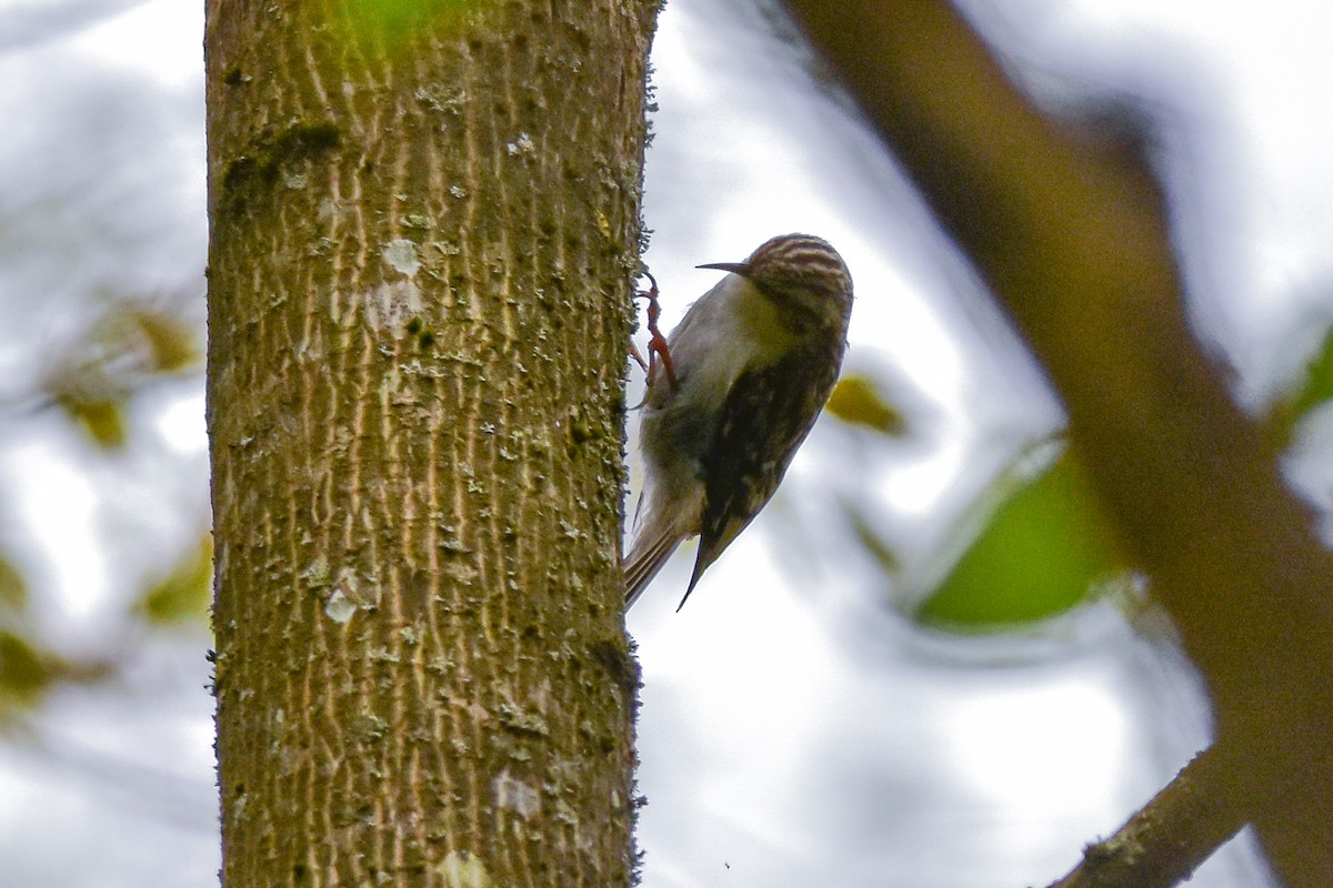 Eurasian Treecreeper - Vitaly Muravev