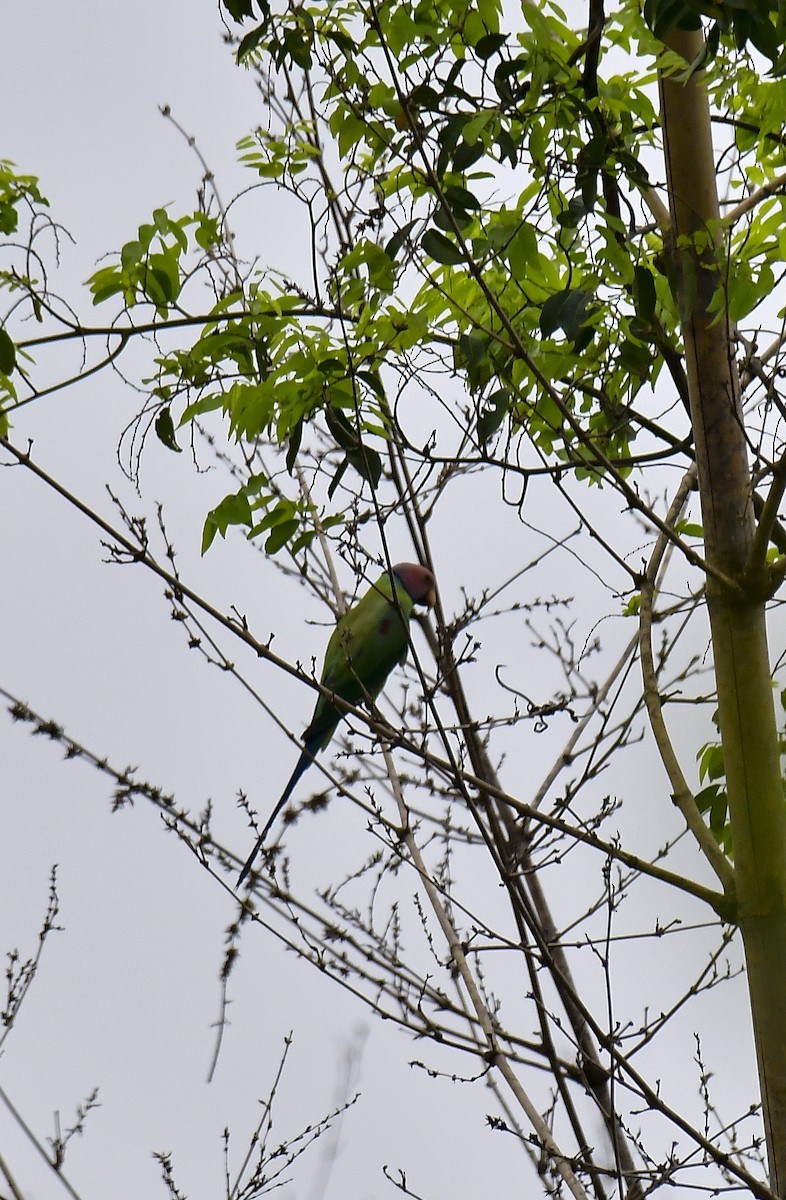 Plum-headed Parakeet - ML618881719