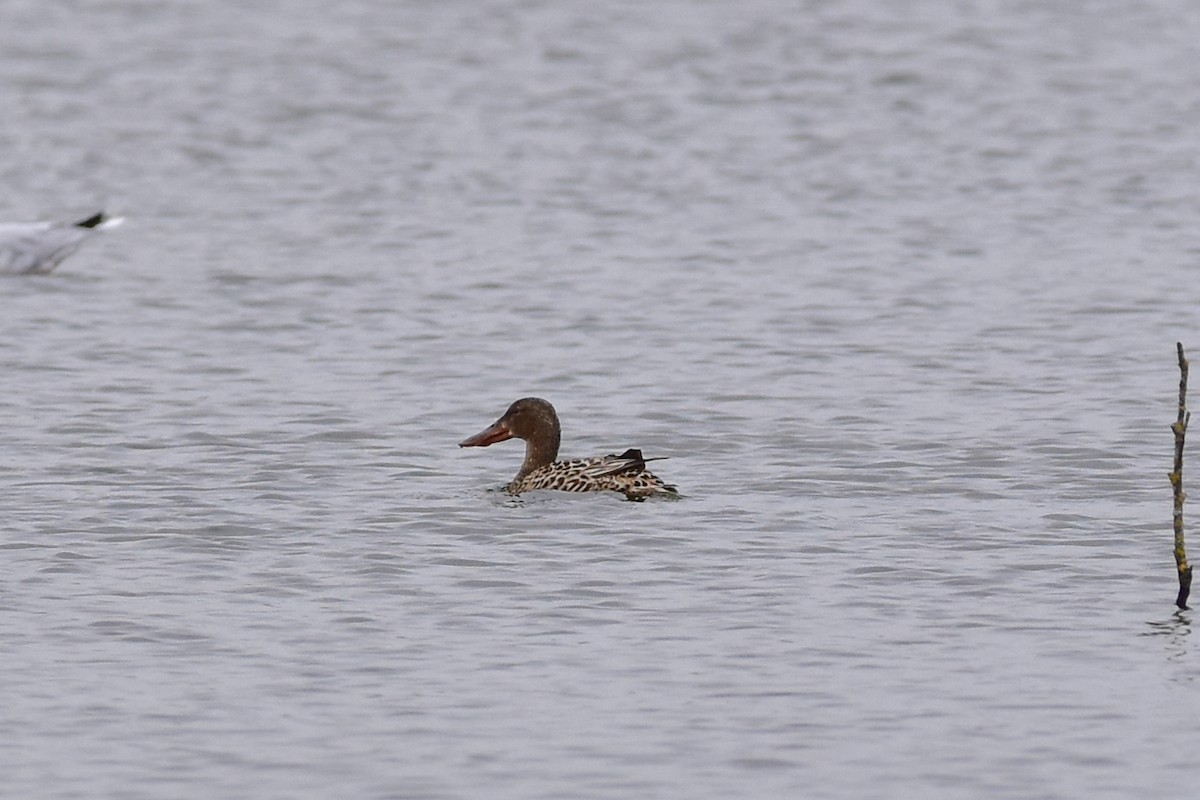 Northern Shoveler - Vitaly Muravev