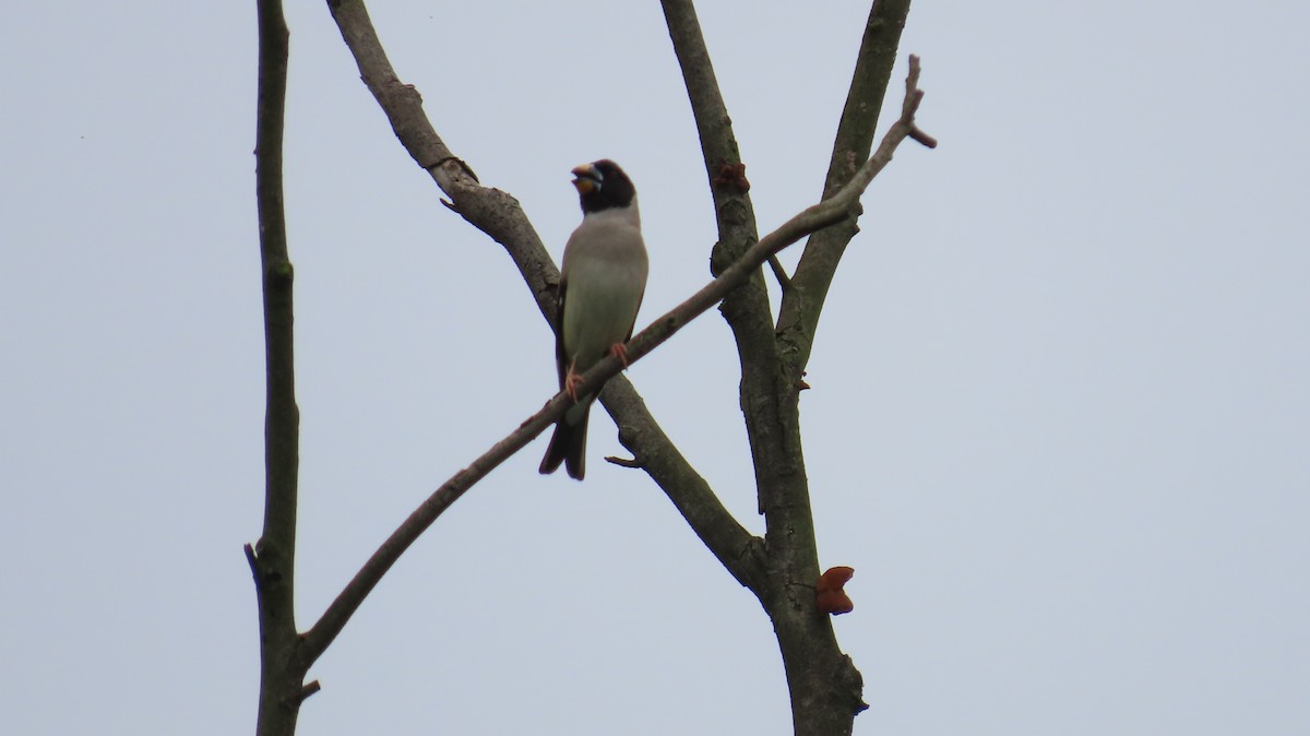 Yellow-billed Grosbeak - ML618881728