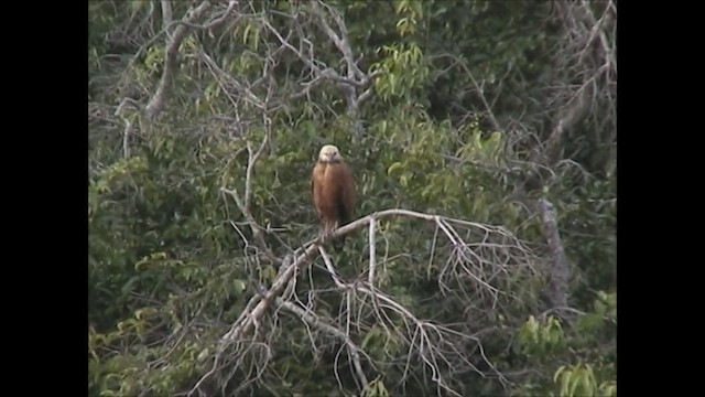 Black-collared Hawk - ML618881735