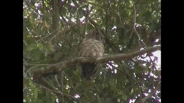 Tropical Screech-Owl - ML618881747