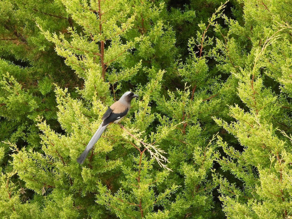 Gray Treepie - Vidur Osuri