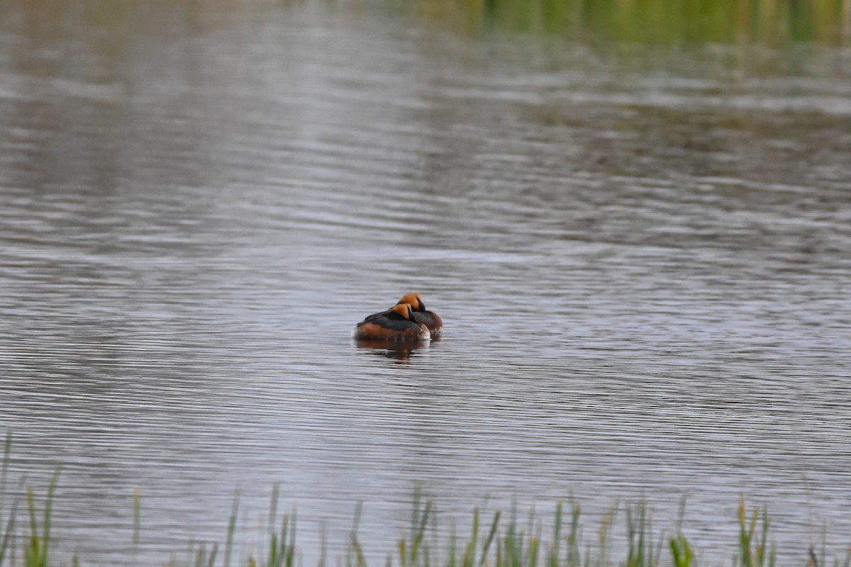 Horned Grebe - Vitaly Muravev