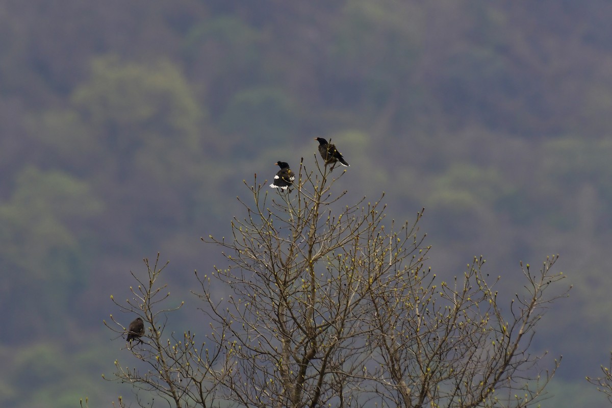 Jungle Myna - Sathish Ramamoorthy