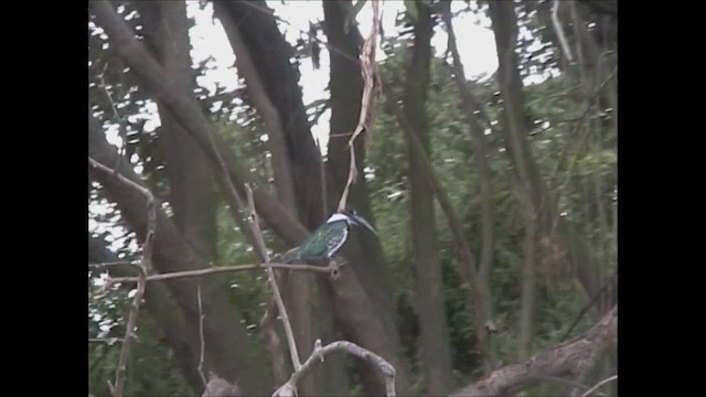 Amazon Kingfisher - ML618881758