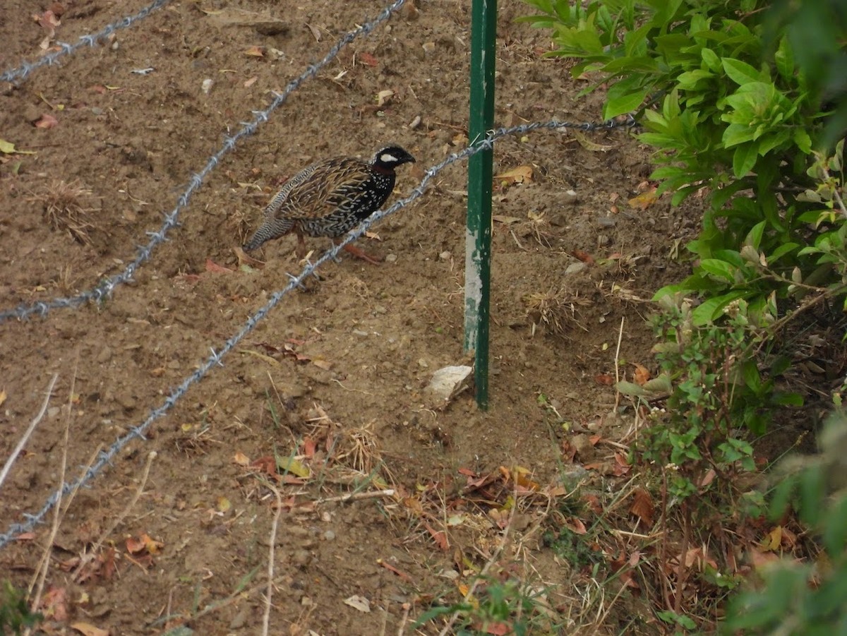 Black Francolin - Vidur Osuri