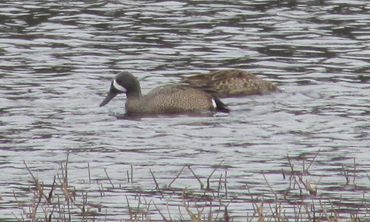 Blue-winged Teal - ML618881771