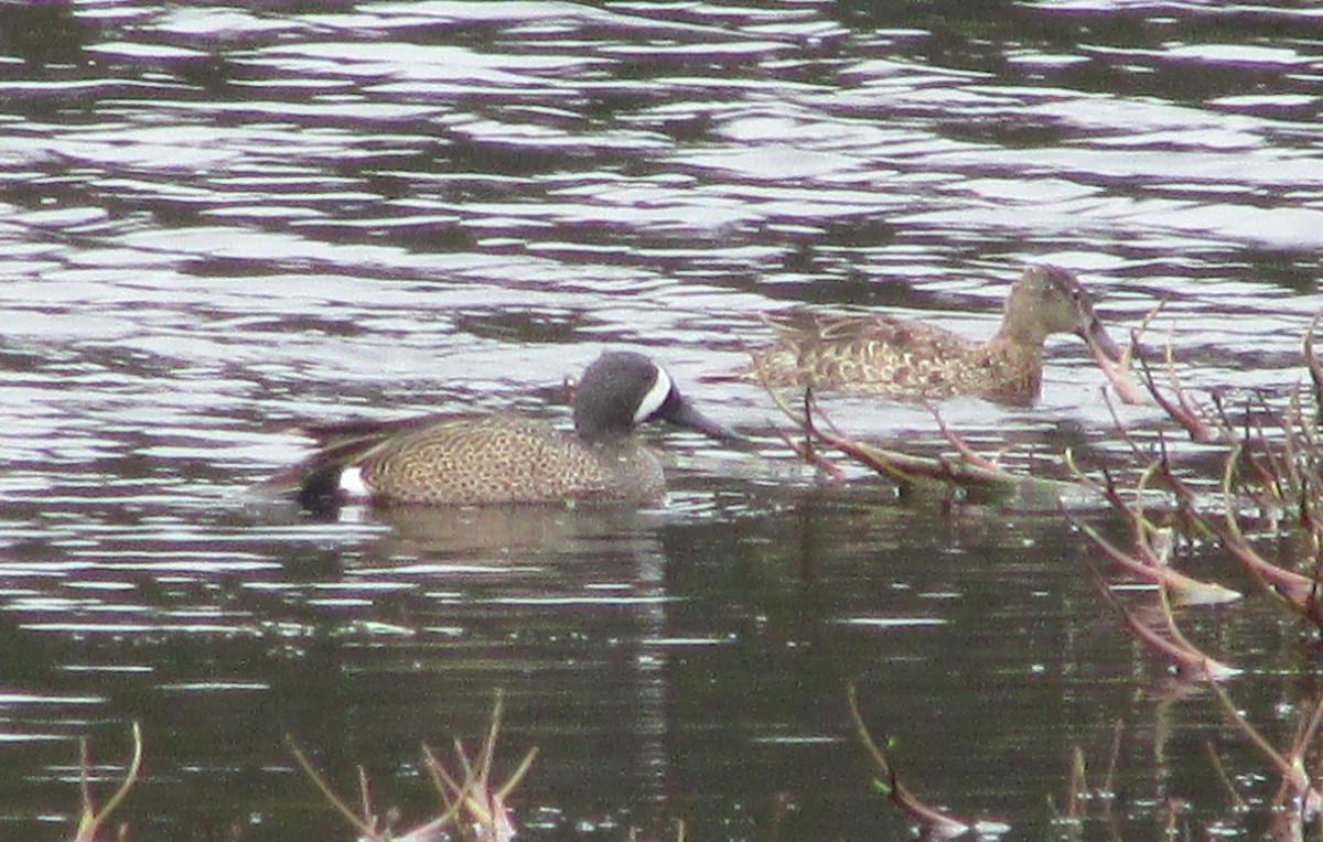 Blue-winged Teal - ML618881772