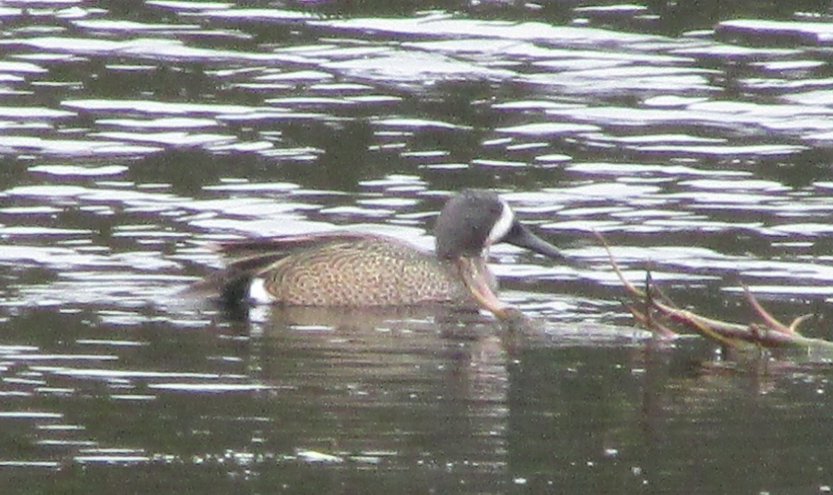 Blue-winged Teal - ML618881773