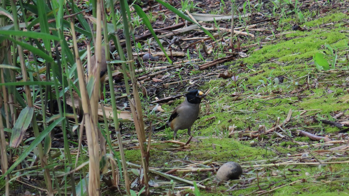 Yellow-billed Grosbeak - Mu-Ming Lin