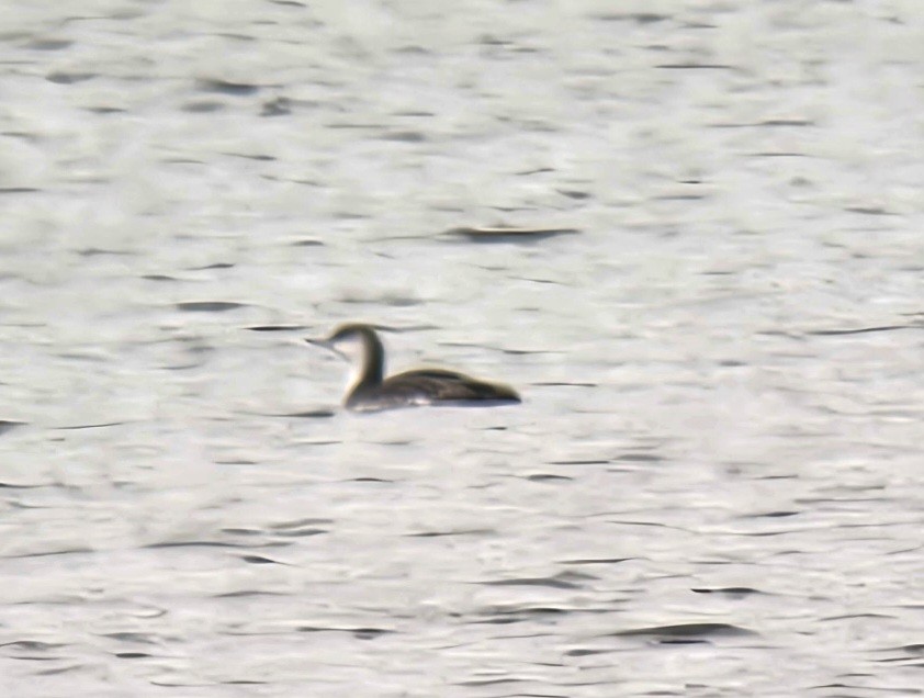 Red-throated Loon - ML618881788