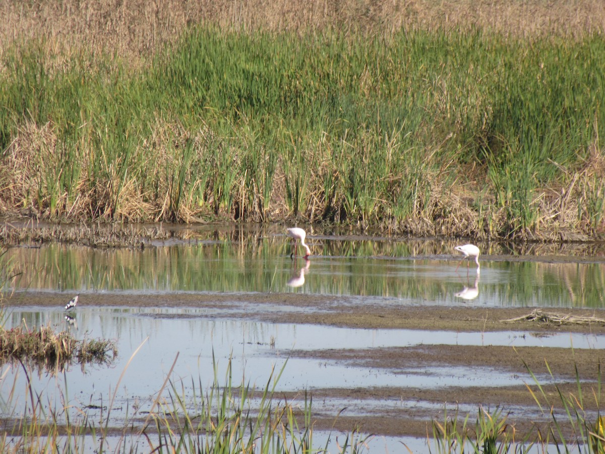 Lesser Flamingo - Ashlyn Campbell