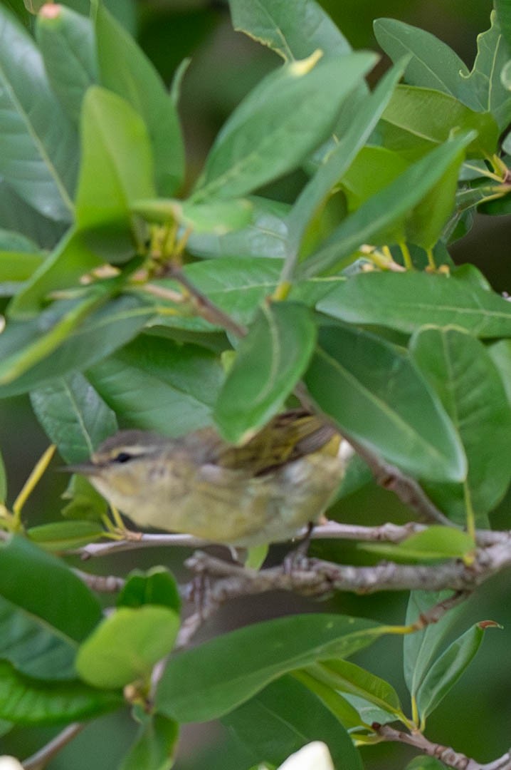 Tennessee Warbler - Shelton Malzar