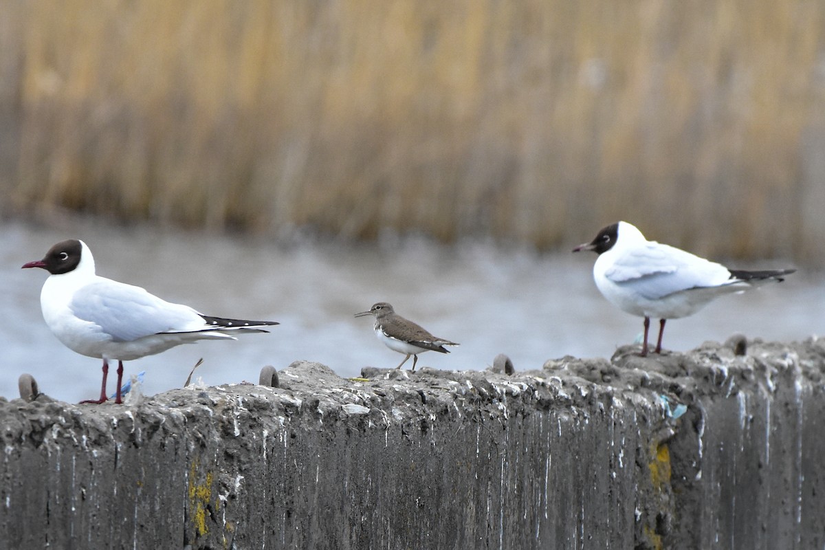 Common Sandpiper - Vitaly Muravev