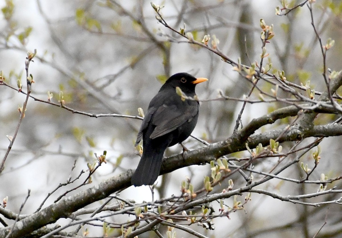 Eurasian Blackbird - Oksana Suvorova