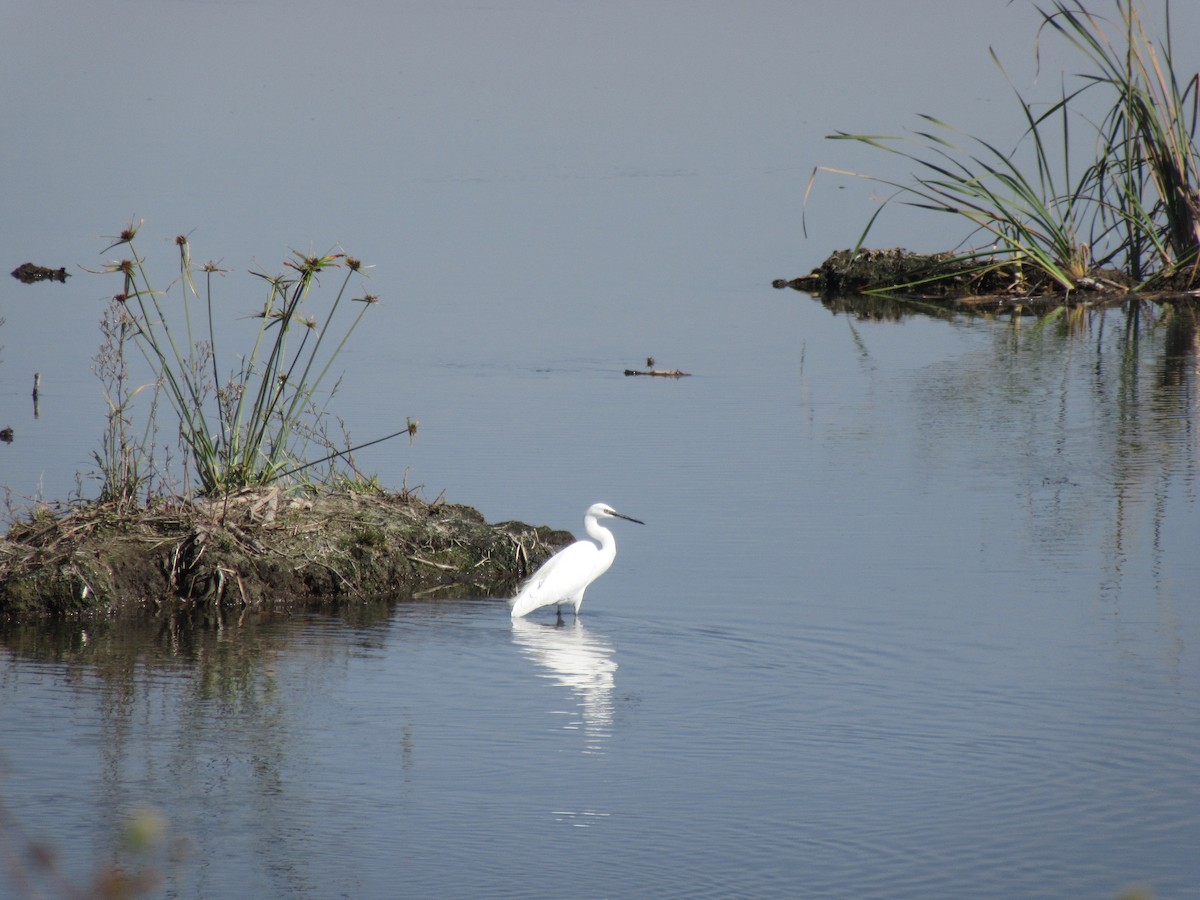 Little Egret (Western) - Ashlyn Campbell