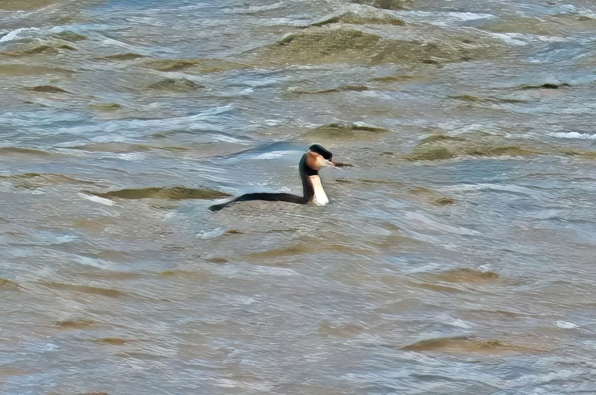 Great Crested Grebe - Alfons  Lawen