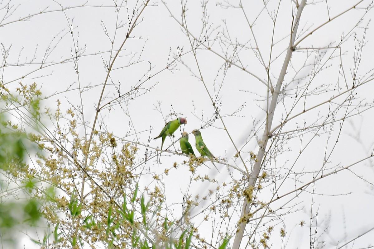 Plum-headed Parakeet - Sathish Ramamoorthy