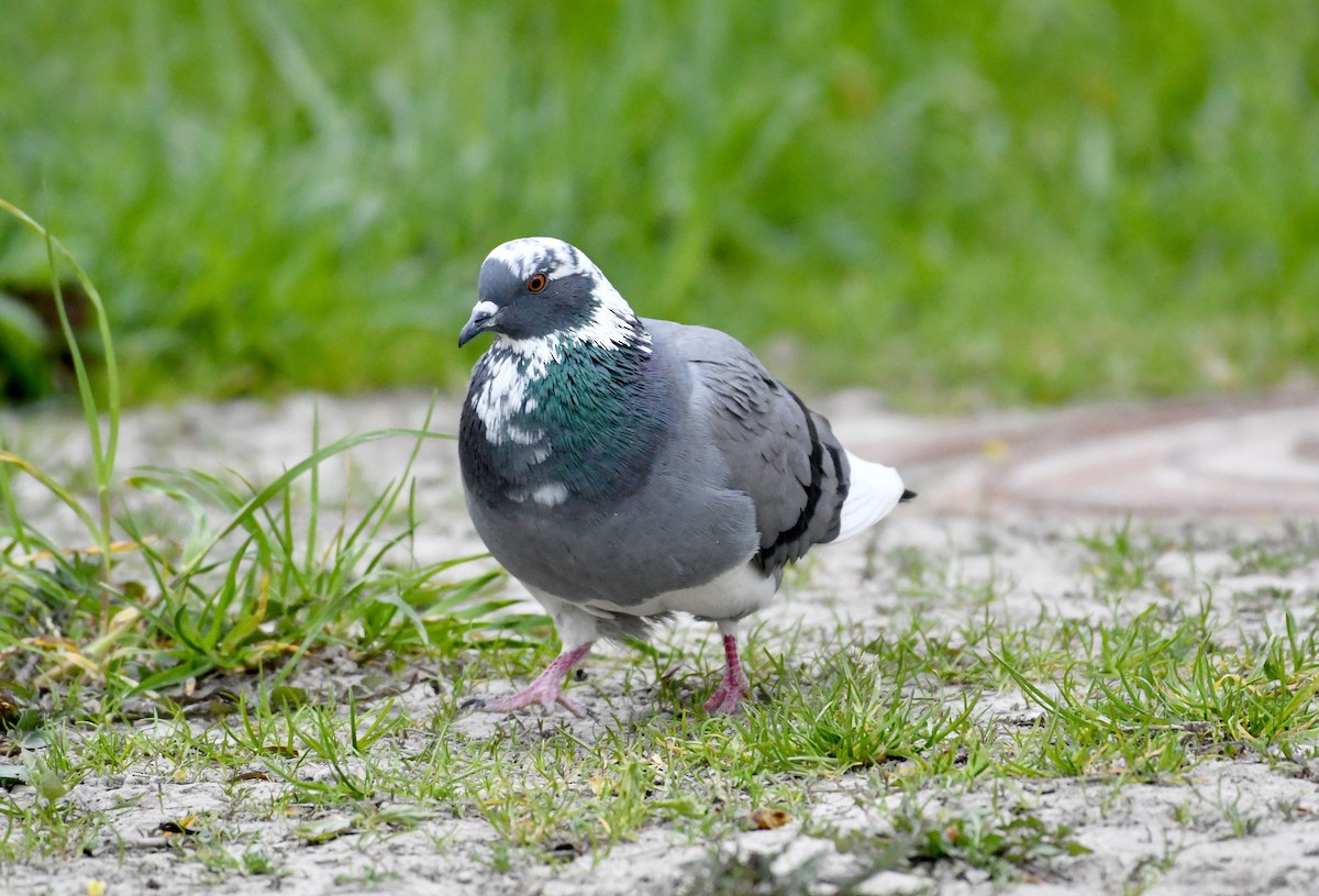 Rock Pigeon (Feral Pigeon) - Oksana Suvorova