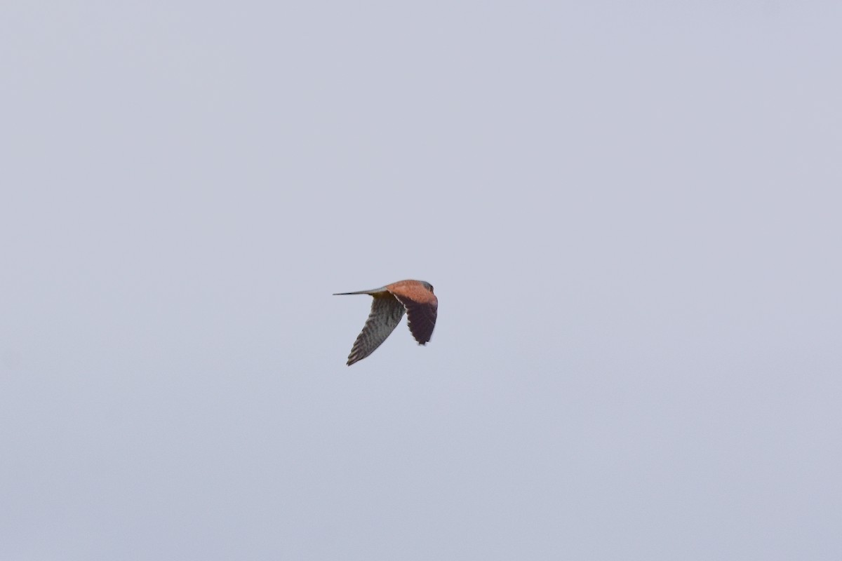 Eurasian Kestrel - Vitaly Muravev