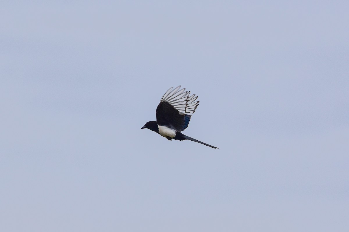 Eurasian Magpie - Vitaly Muravev