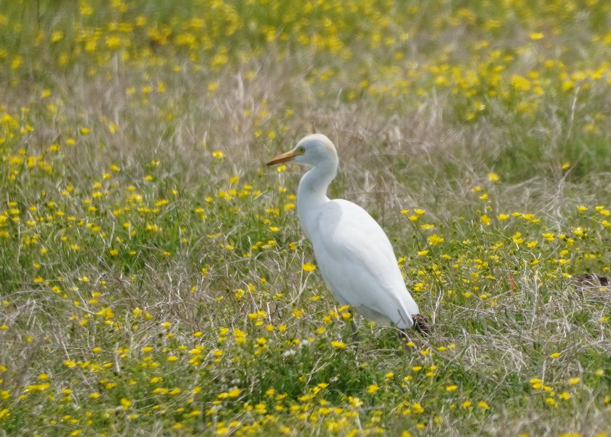 Western Cattle Egret - ML618881850