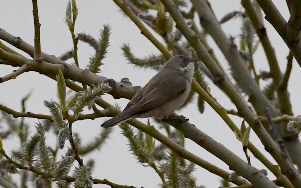 Lesser Whitethroat - Oksana Suvorova