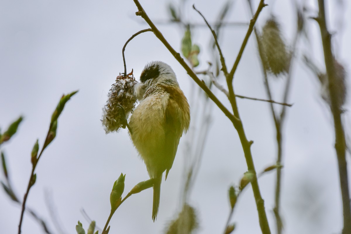 Eurasian Penduline-Tit - Vitaly Muravev