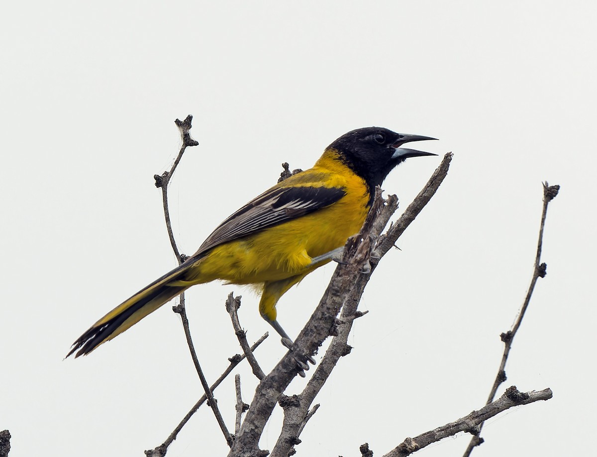 Audubon's Oriole - Scott Berglund