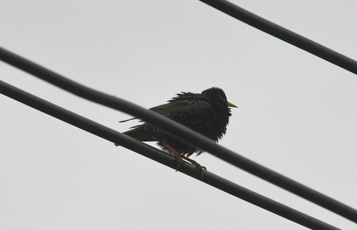 European Starling - ML618881865