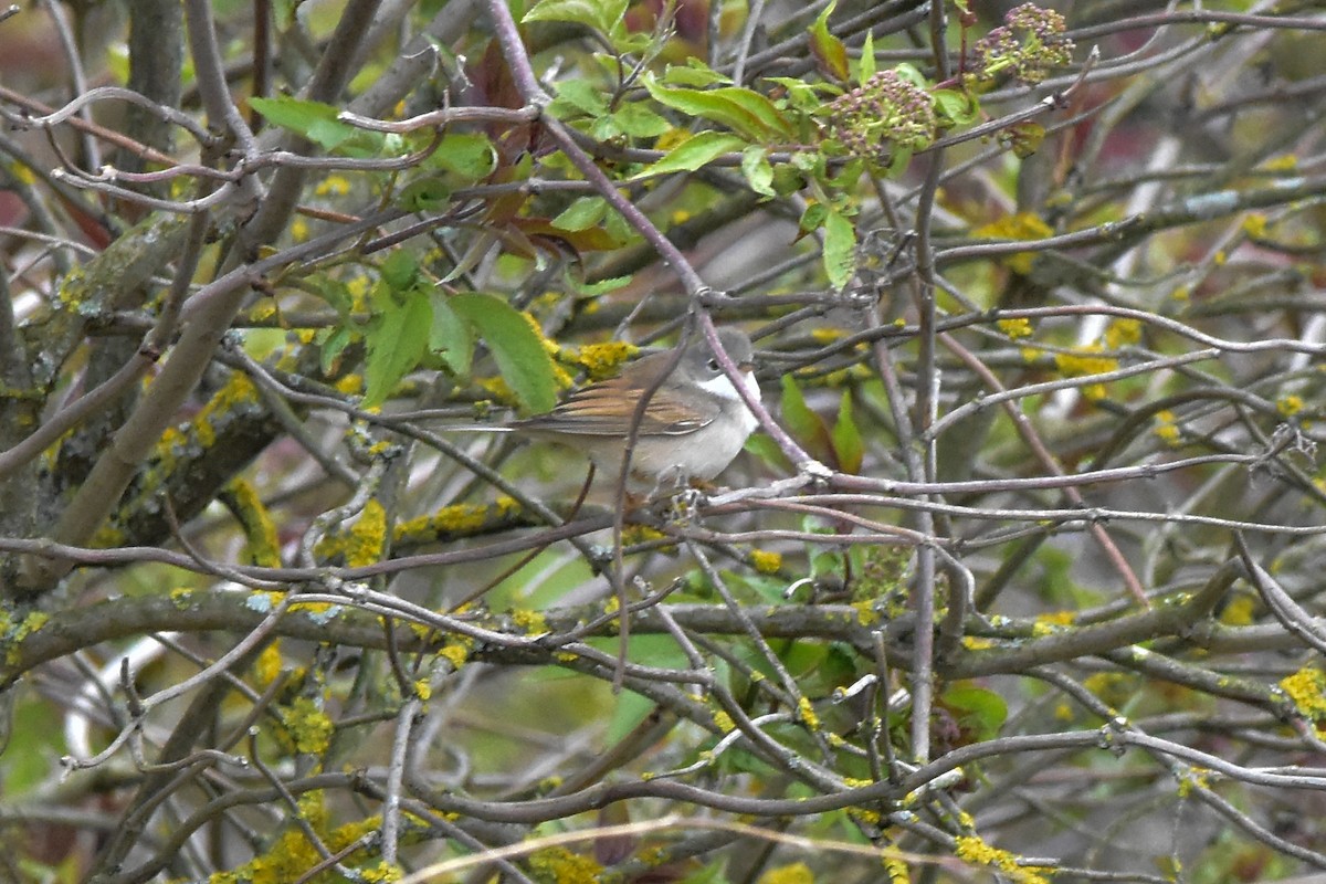 Greater Whitethroat - Vitaly Muravev