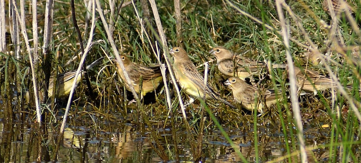 Grassland Yellow-Finch - raul balla