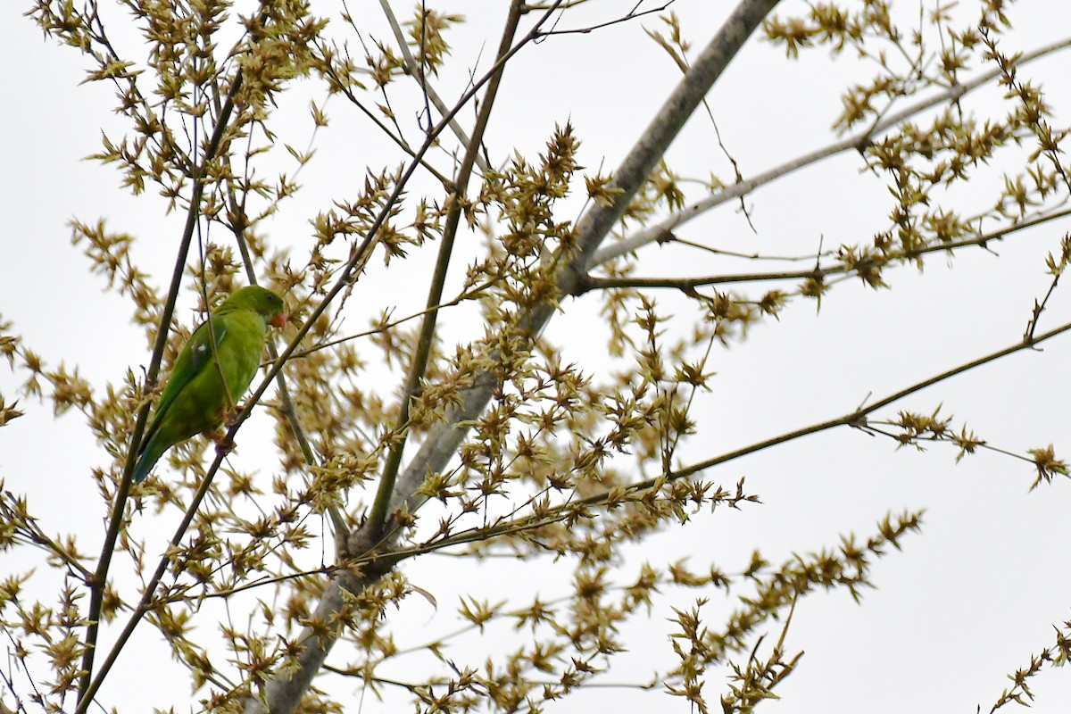 Vernal Hanging-Parrot - Sathish Ramamoorthy