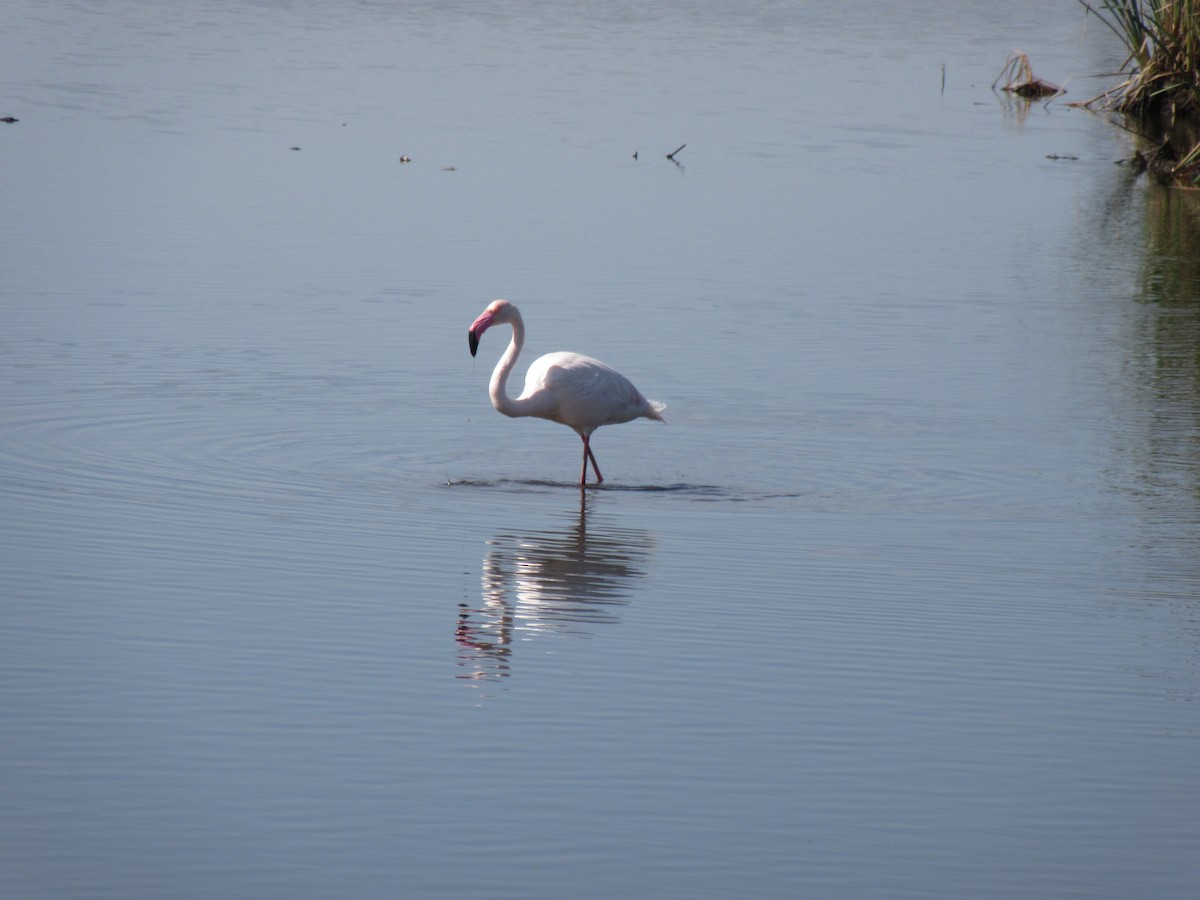 rosenflamingo - ML618881902