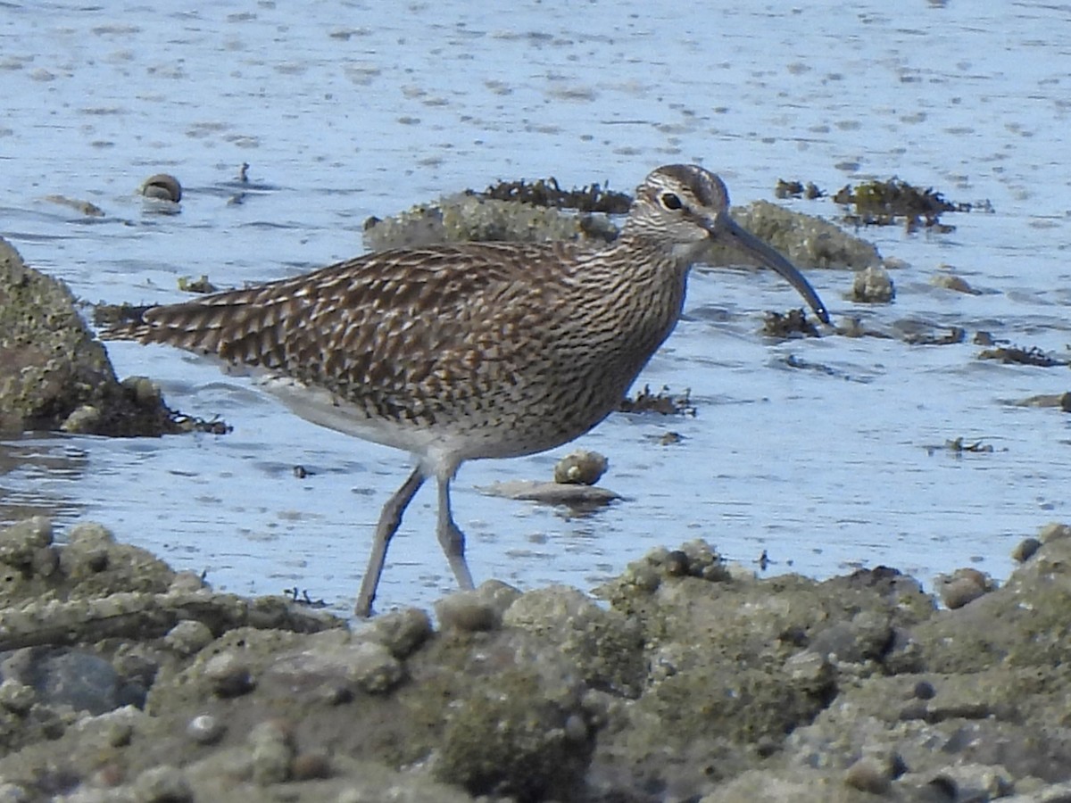 Whimbrel (European) - Stephen Taylor