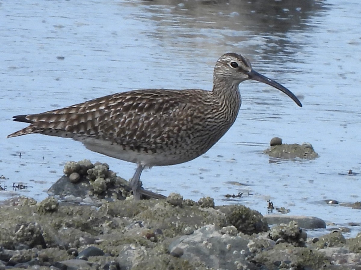 Whimbrel (European) - Stephen Taylor