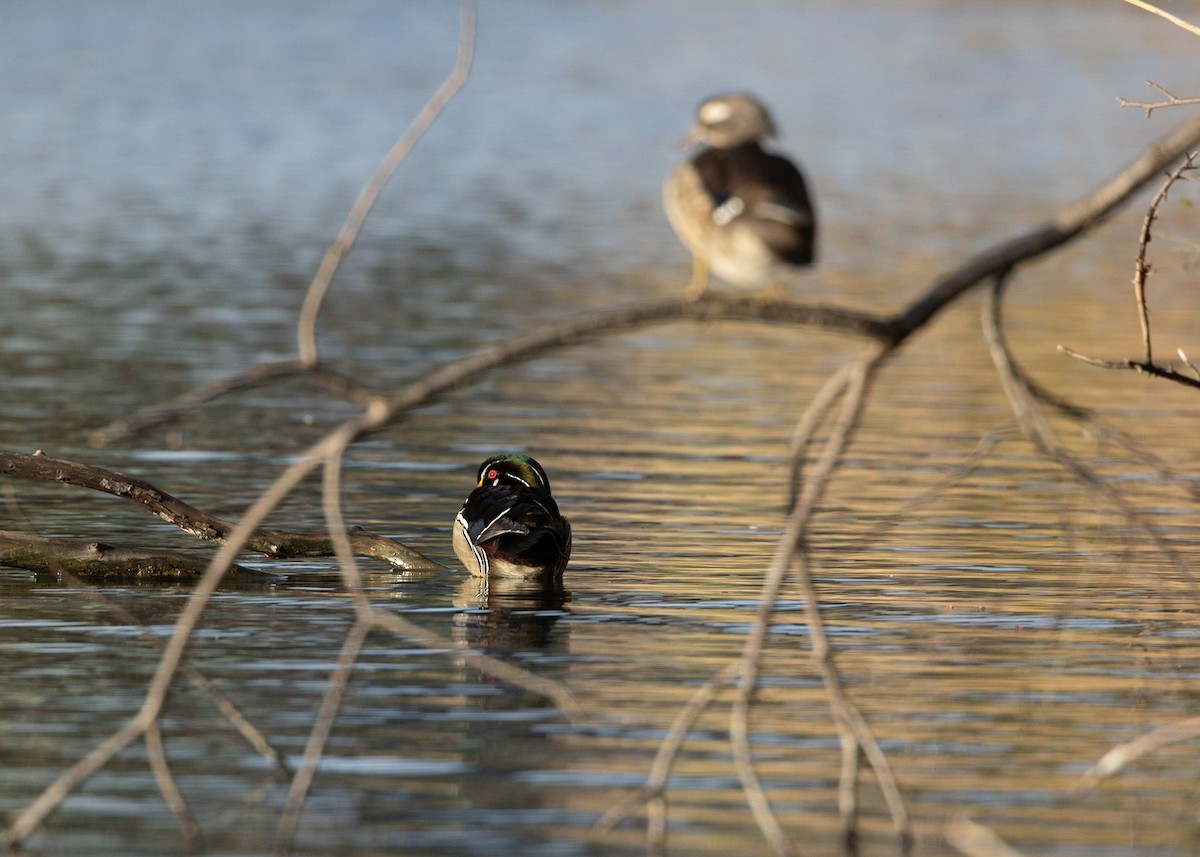 Wood Duck - Sheetal P