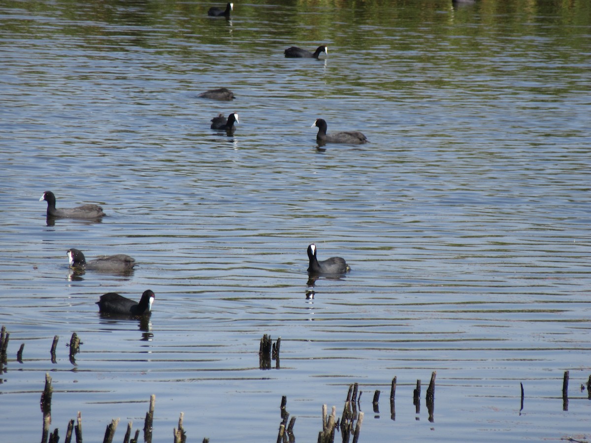 Red-knobbed Coot - ML618881940