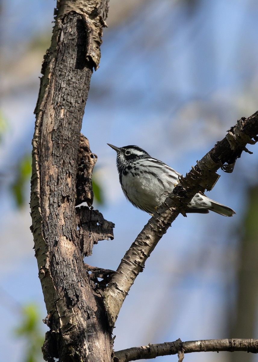 Black-and-white Warbler - ML618881943