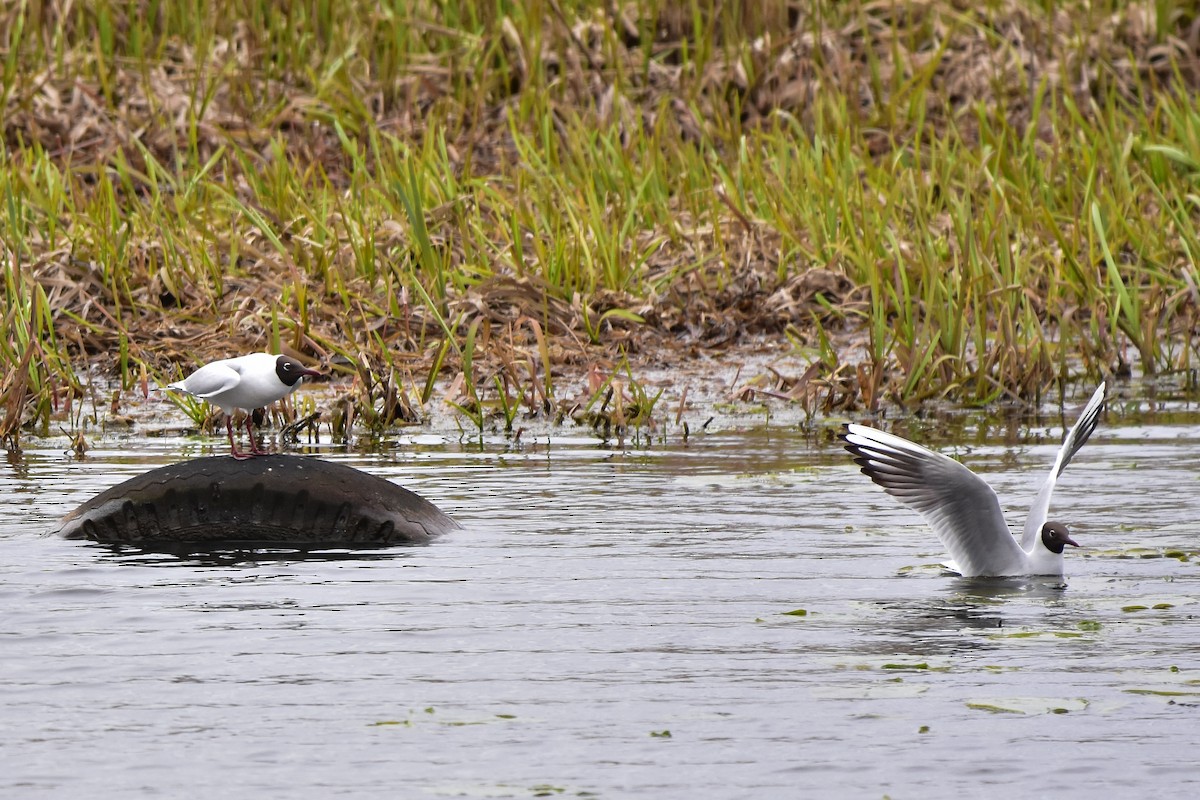 Black-headed Gull - Vitaly Muravev