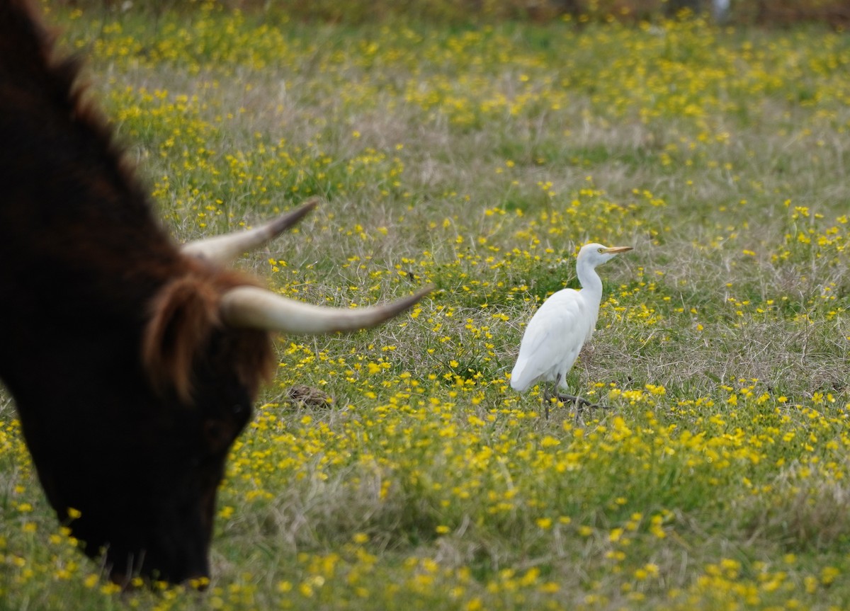 Western Cattle Egret - ML618881957