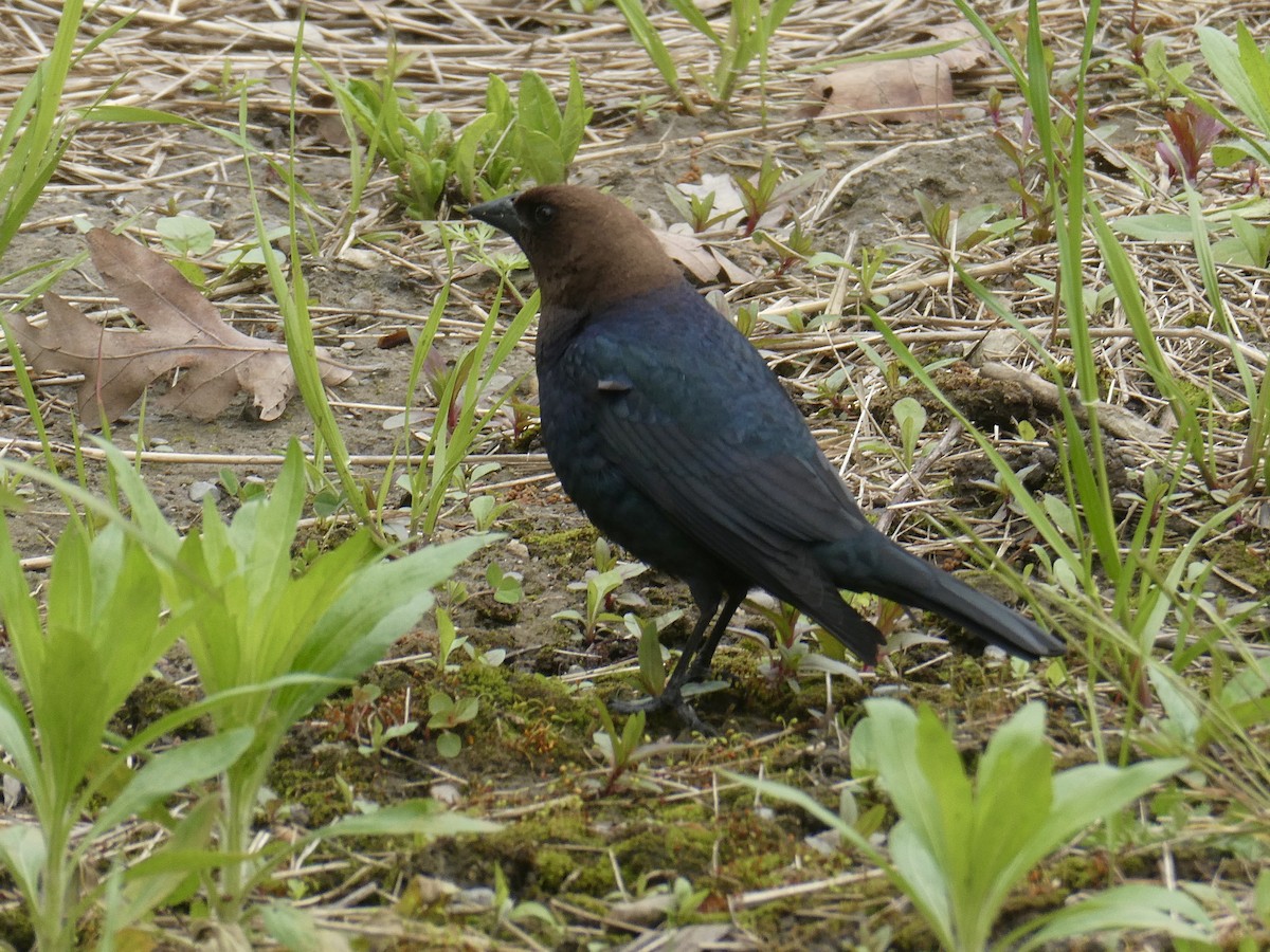 Brown-headed Cowbird - ML618881964