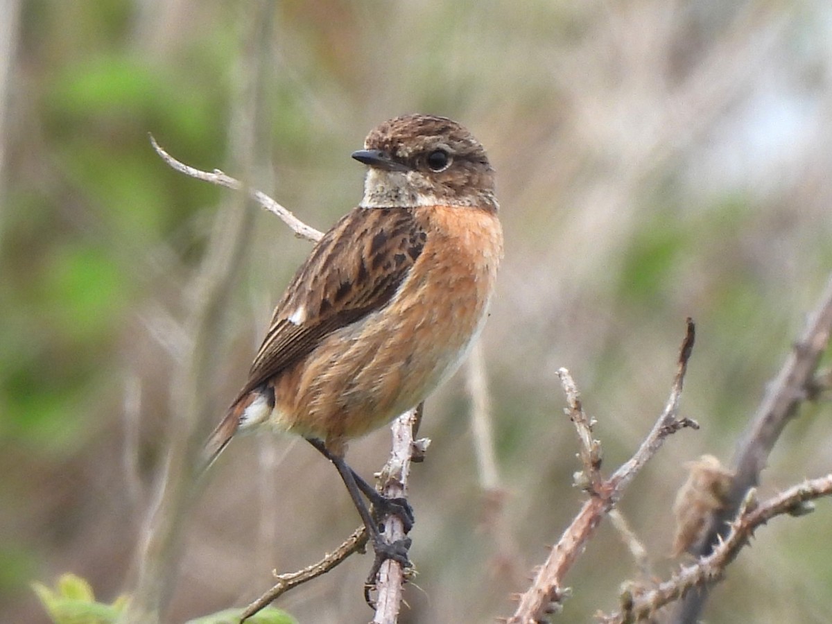 European Stonechat - Stephen Taylor