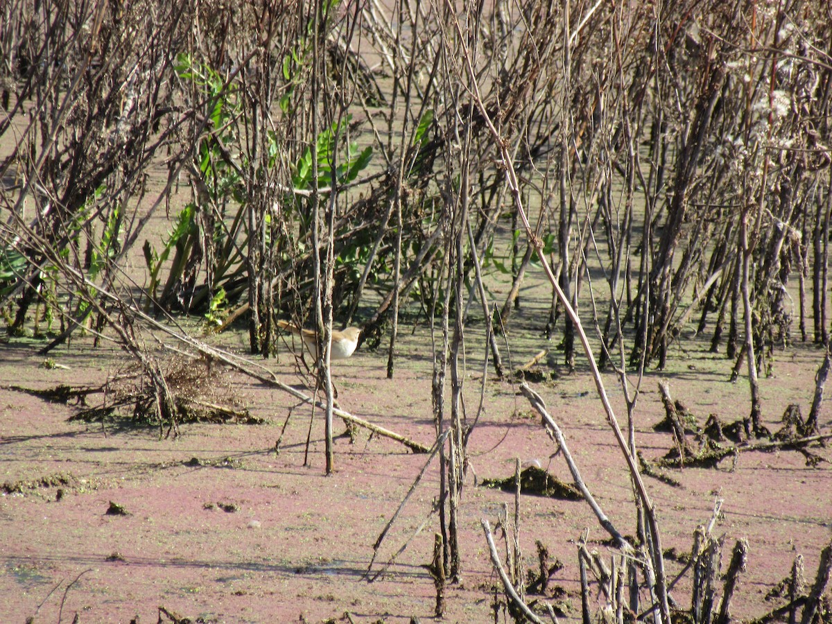 Lesser Swamp Warbler - Ashlyn Campbell