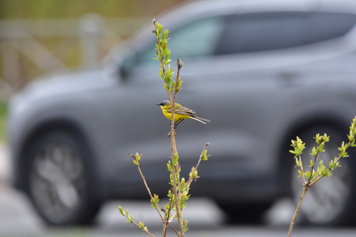 Western Yellow Wagtail - Vitaly Muravev