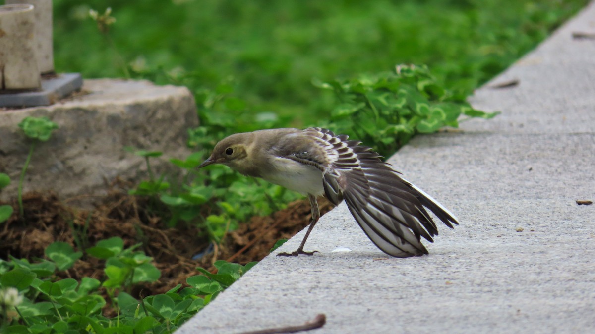 White Wagtail - Mu-Ming Lin