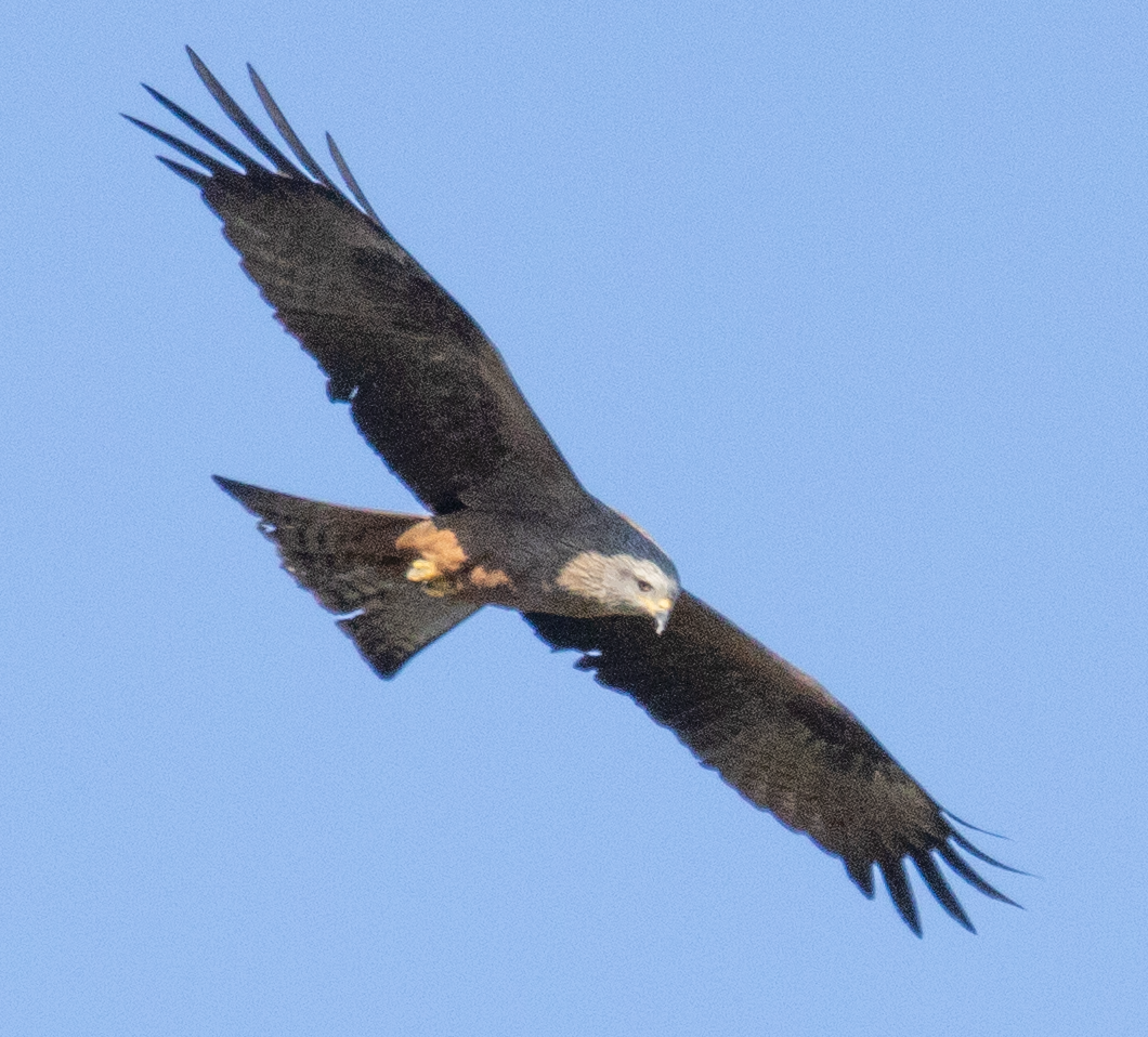 Black Kite - Edmund Bell